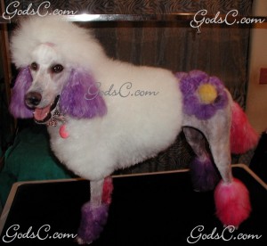 Adalia the Standard Poodle after grooming left side view 2013