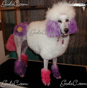 Adalia the Standard Poodle after grooming right side view 2013