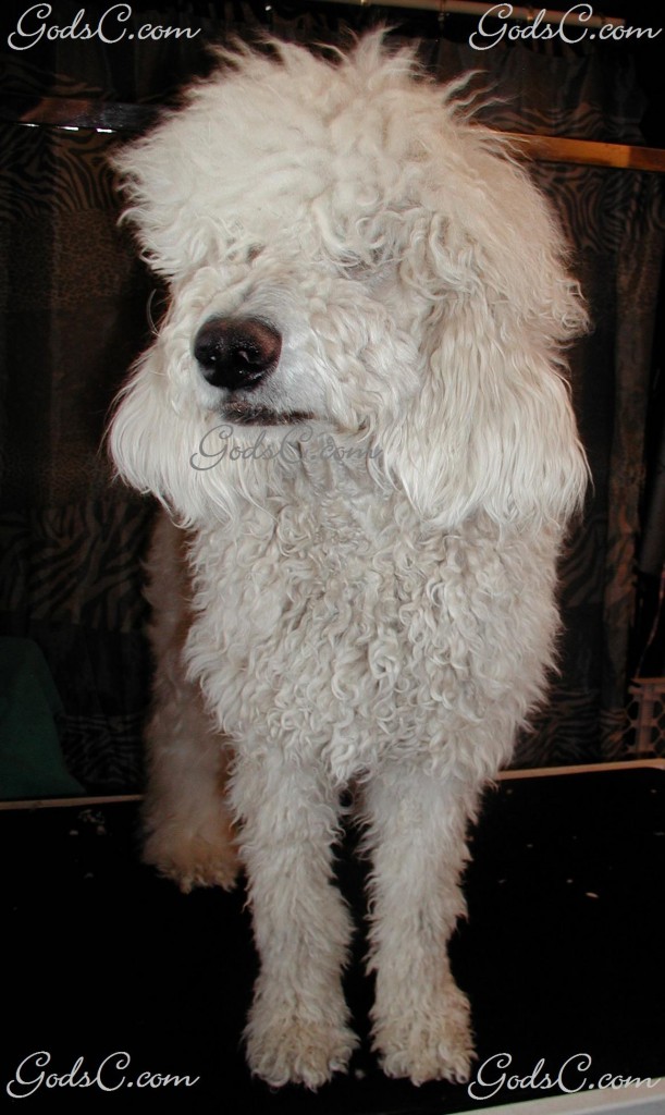 Adalia the Standard Poodle before grooming front view 2013