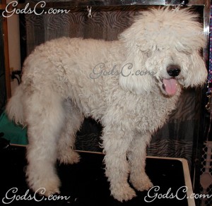 Adalia the Standard Poodle before grooming right side view 2013