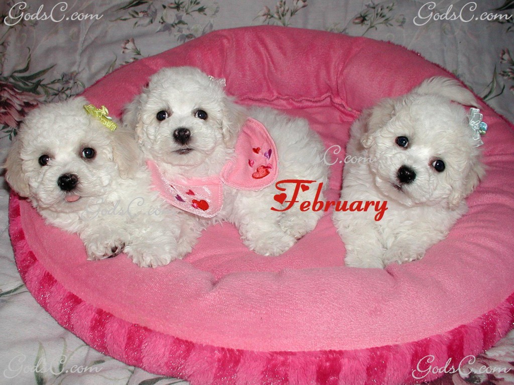 February Bichon Frise Puppies