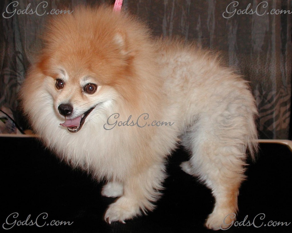 Teddy the Pomeranian before grooming left side view 2012