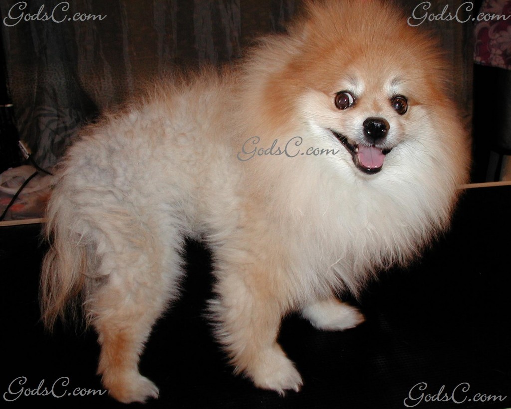 Teddy the Pomeranian before grooming right side view 2012