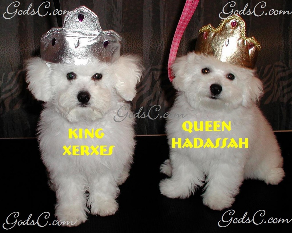 AKC Bichon Frise puppies King Xerxes and Queen Hadassah