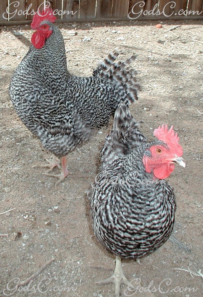 Barred Rock rooster & hen