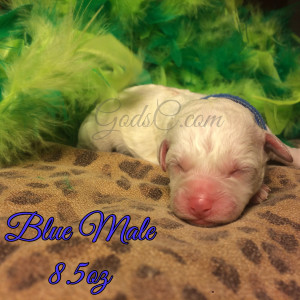 New Born Bichon Frise puppy blue male