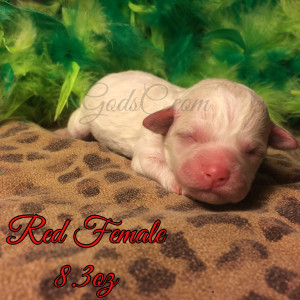 New Born Bichon Frise puppy red female