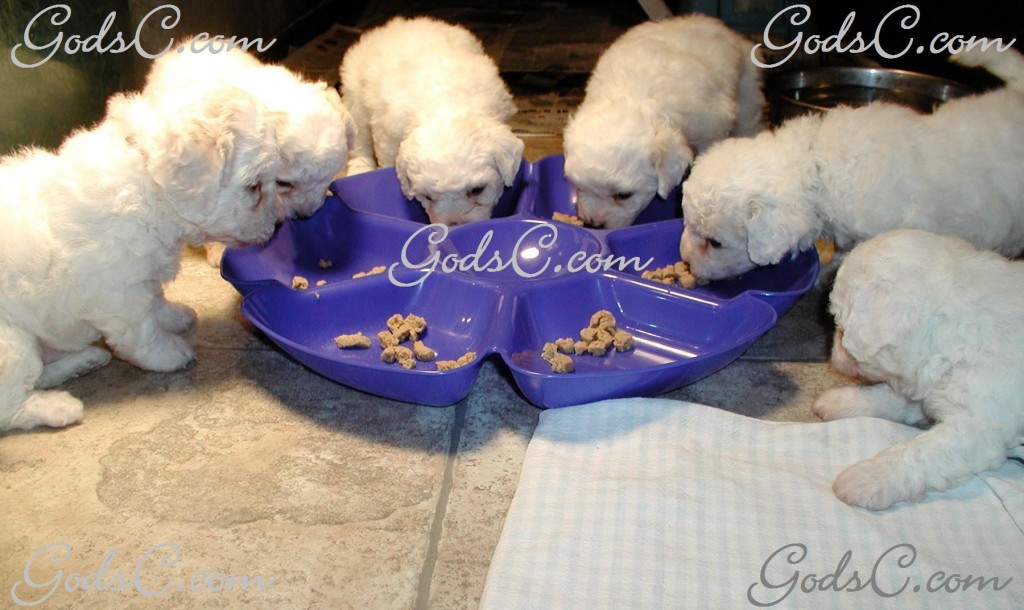 Bichon Frise Puppies Eating
