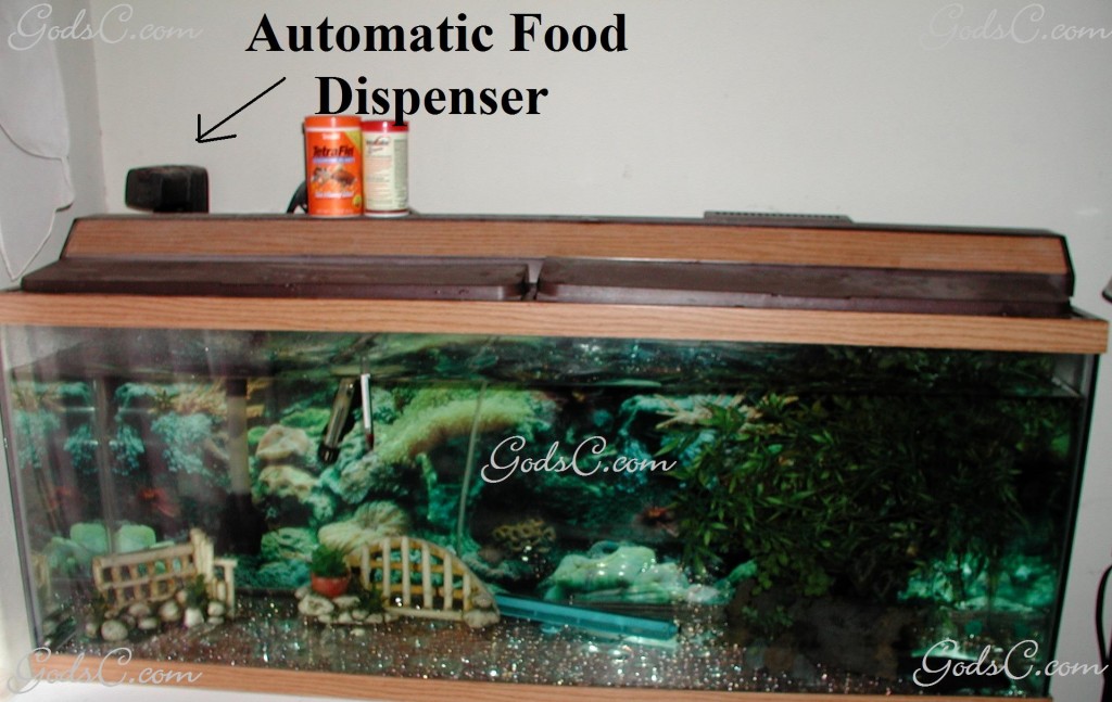 Fish tank with Automatic Food Dispenser
