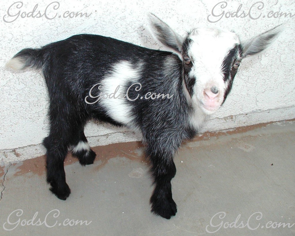 Pygmy Nigerian Dwarf goat kid boy p3