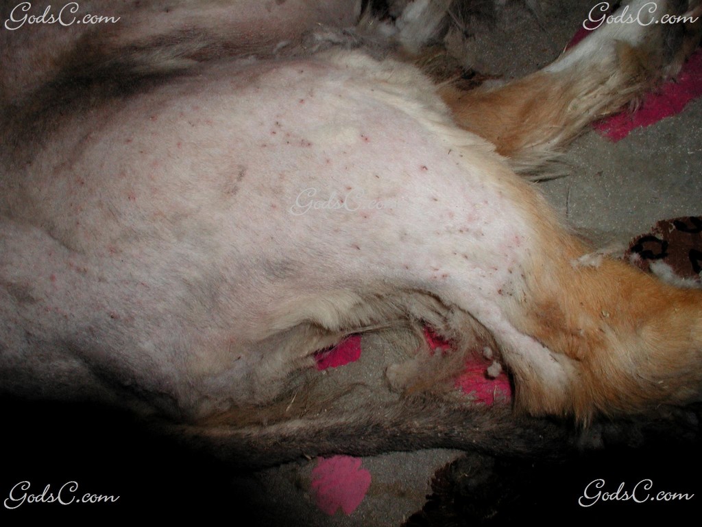 A dog with hundreds of thorns embedded in the skin