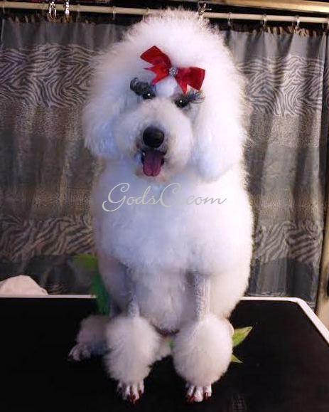 Adalia the Standard Poodle after creative rose groom front view