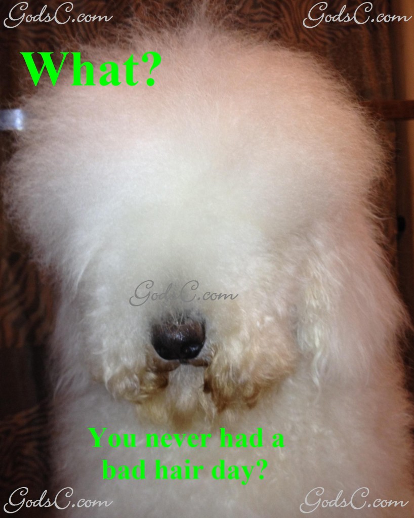 Adalia the Standard Poodle before creative rose groom face view