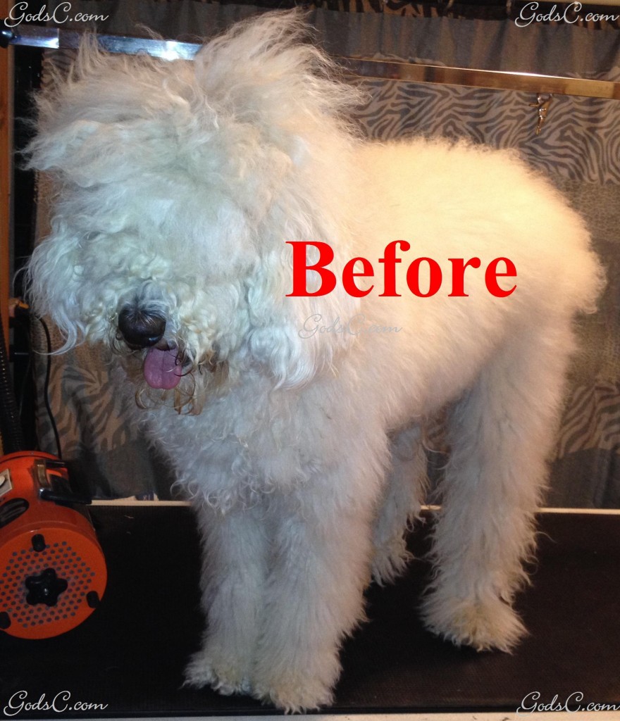 Adalia the Standard Poodle before creative rose groom left side view with no bands