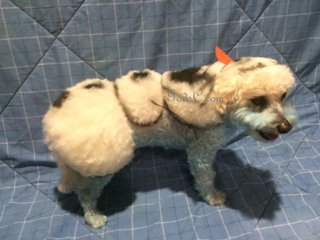 Cody the Bichon Frise Mix as Olaf from Disneys Frozen Creative Grooming p2