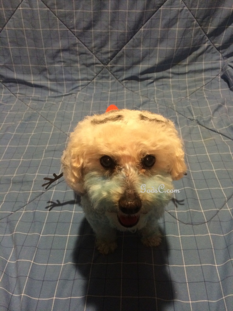 Cody the Bichon Frise Mix as Olaf from Disneys Frozen Creative Grooming p4