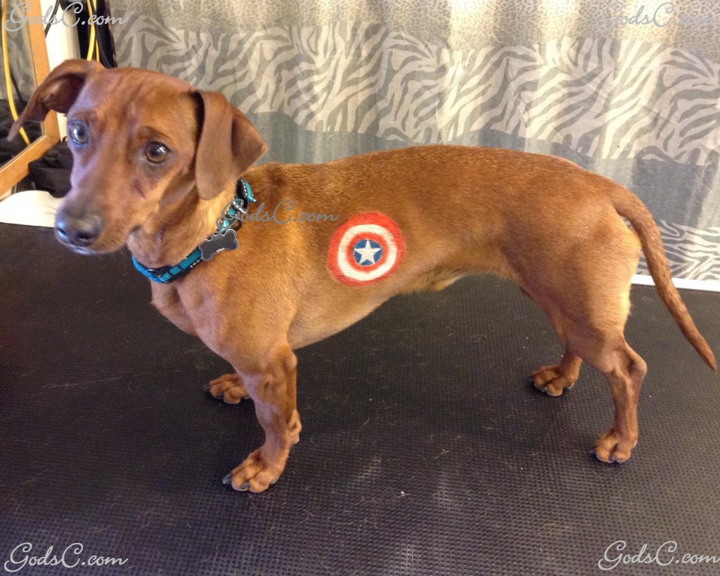 Cooper the Dachshund Captain America creative groom left side view