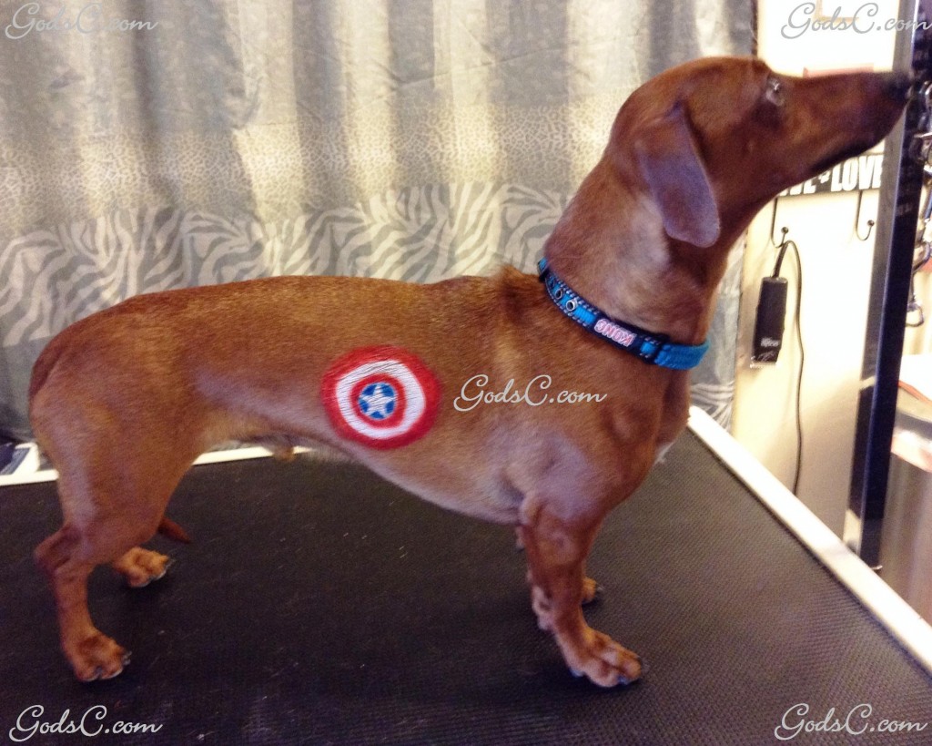 Cooper the Dachshund Captain America creative groom right side view