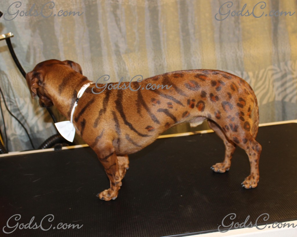Cooper the Dachshund after creative leopard groom left side view