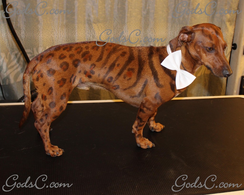 Cooper the Dachshund after creative leopard groom right side view