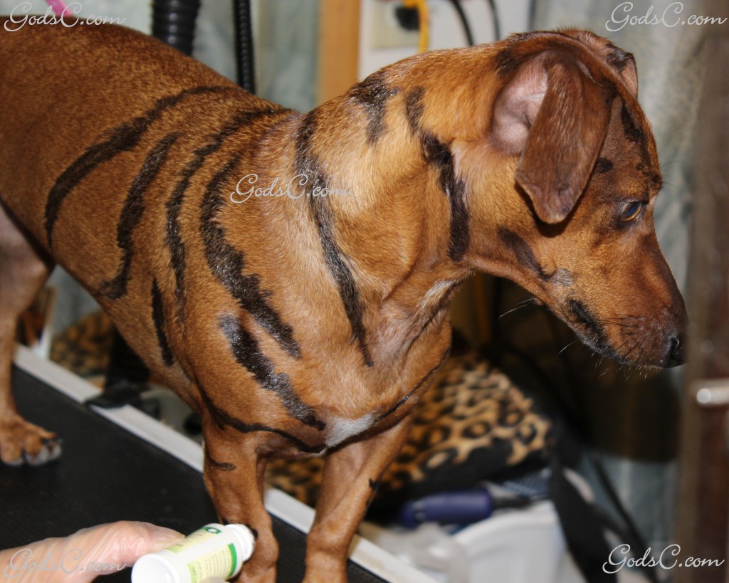 Cooper the Dachshund during creative leopard groom front view