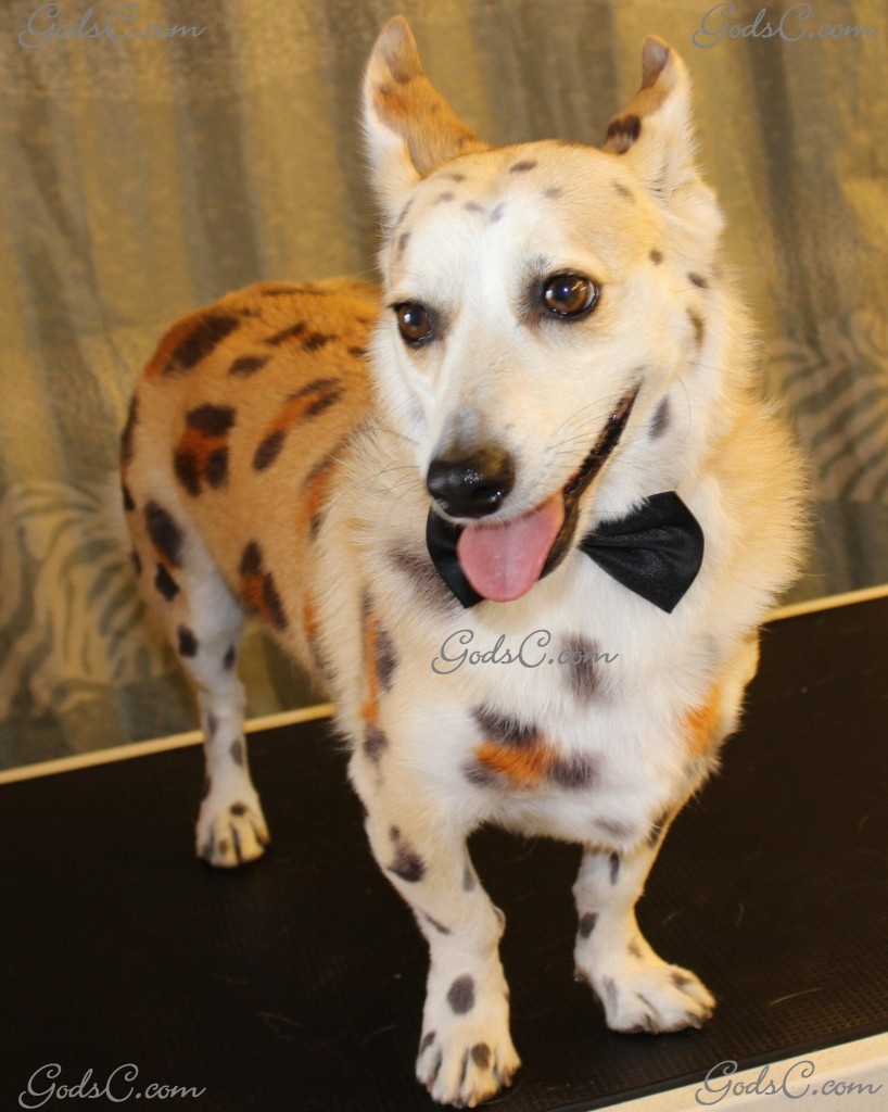Sparky the Corgi Mix after creative leopard groom front view