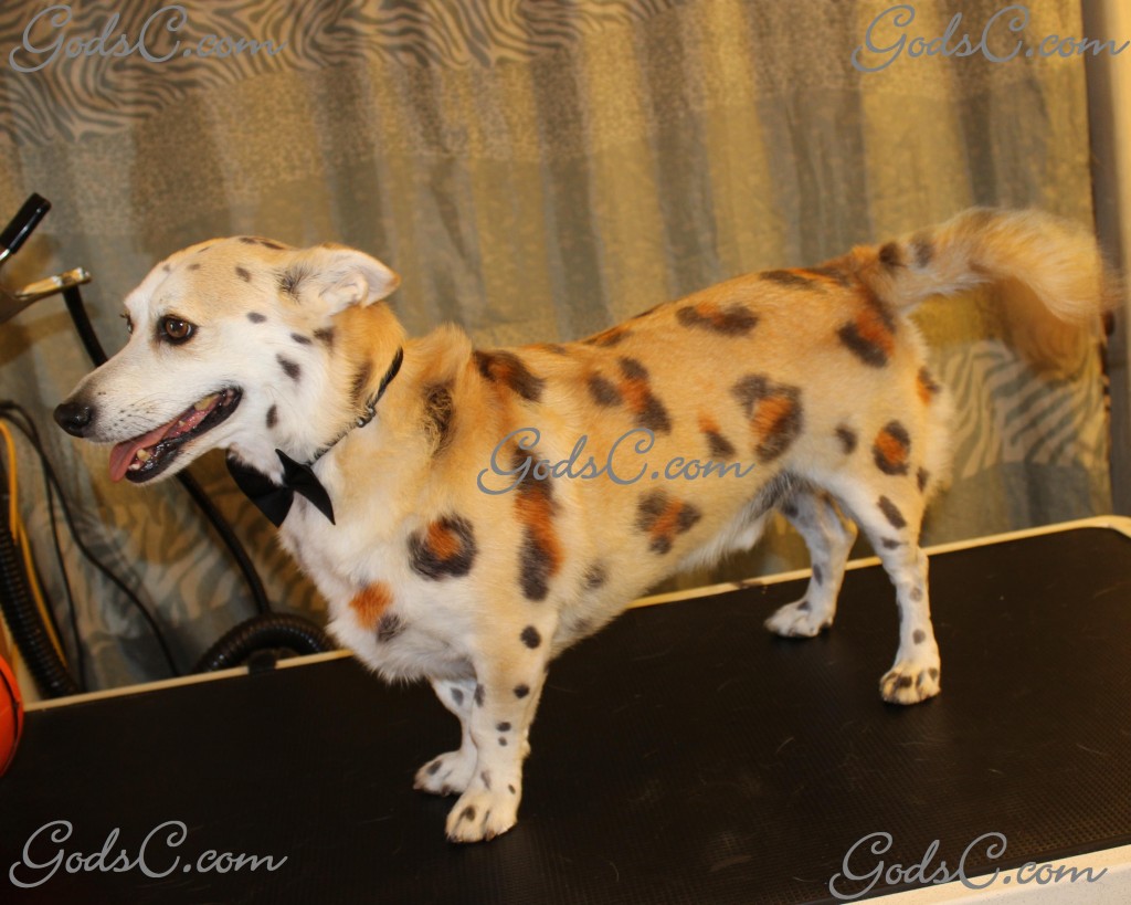 Sparky the Corgi Mix after creative leopard groom left side view