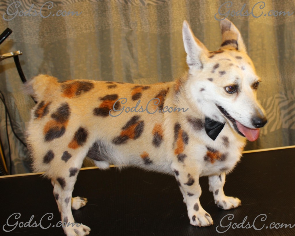 Sparky the Corgi Mix after creative leopard groom right side view