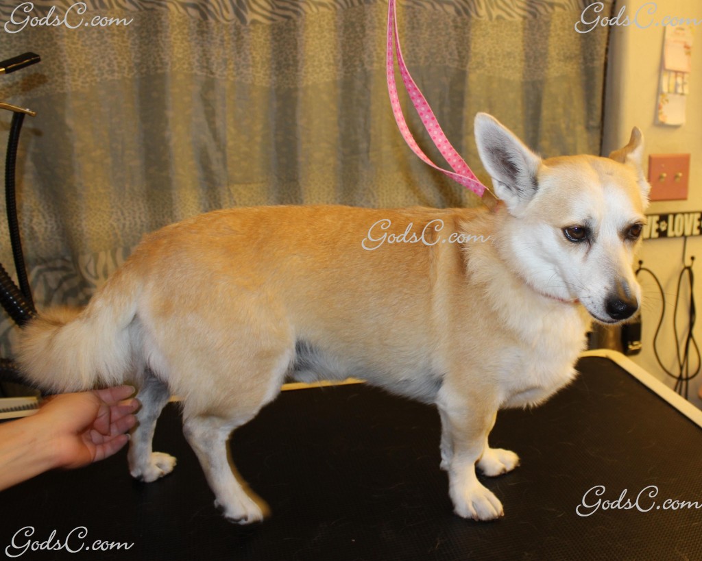Sparky the Corgi Mix before creative leopard groom right side view