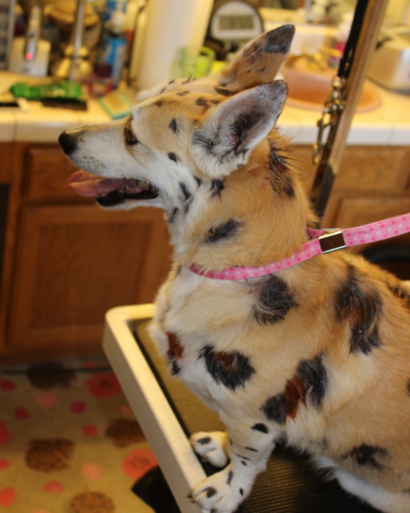 Sparky the Corgi Mix during creative leopard groom left side view
