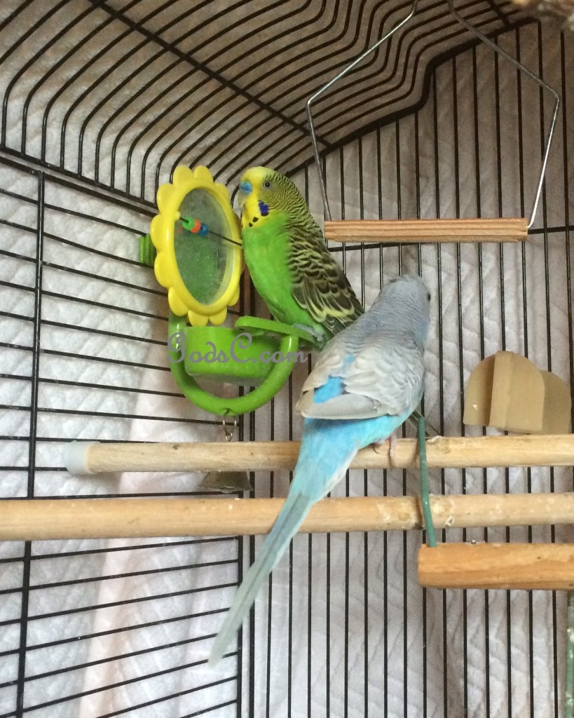 rescued green Parakeet or Budgerigar meet a new friend p3