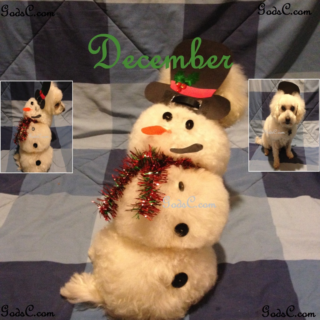 December creative snowman asian flair dog groom