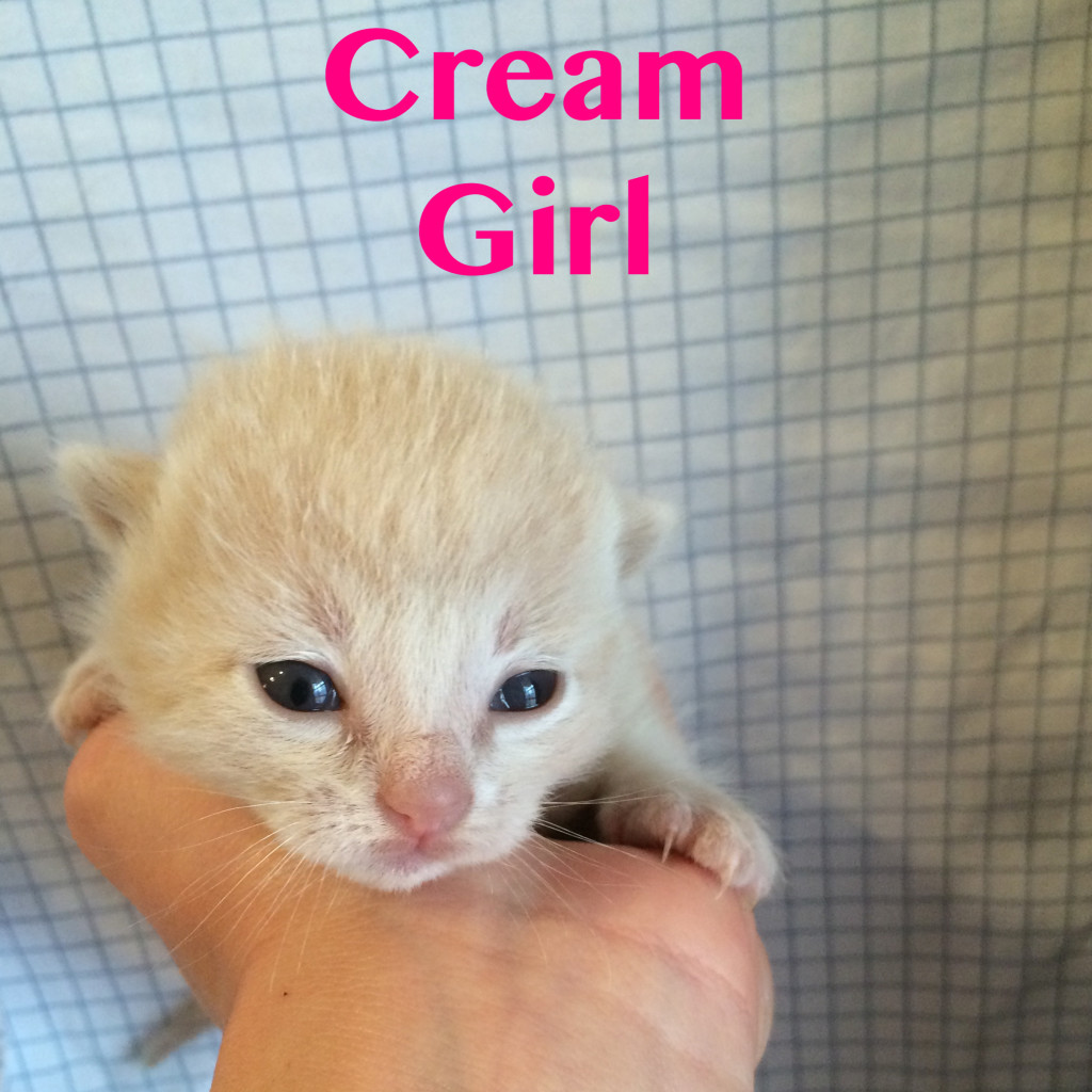 Rescued Kitten Fmale Cream