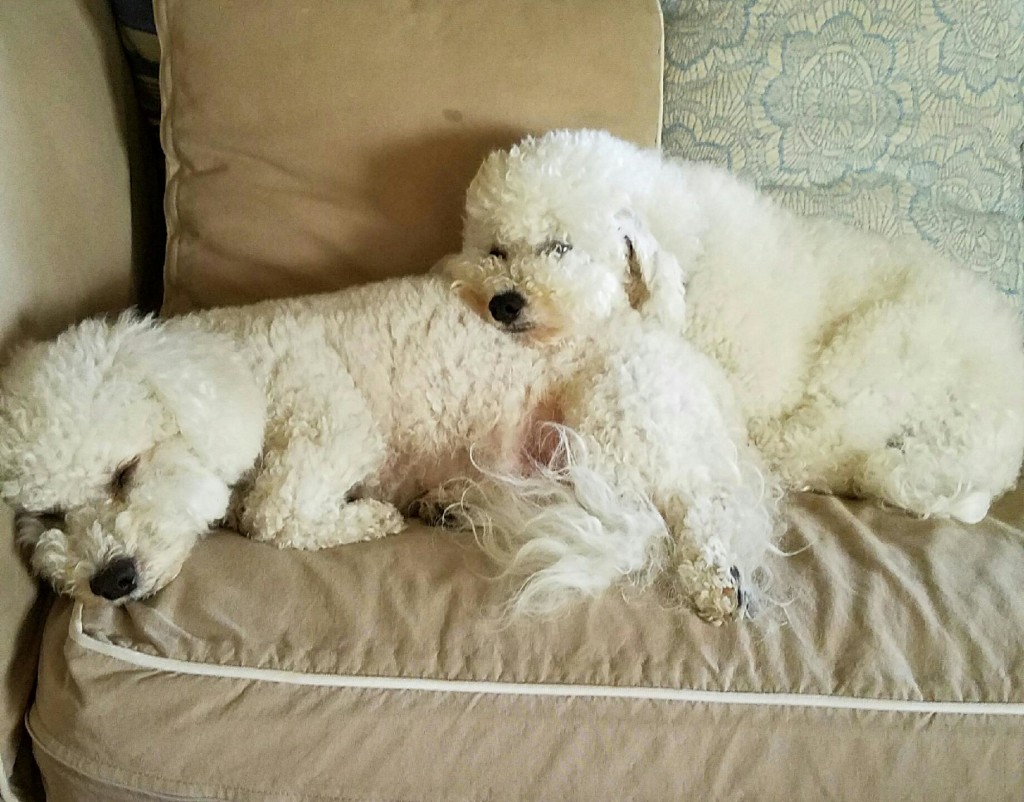 Xerxes the Bichon Frise in his new home May 2016