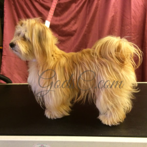 Snickerdoodle the Havanese Mix before grooming left side view